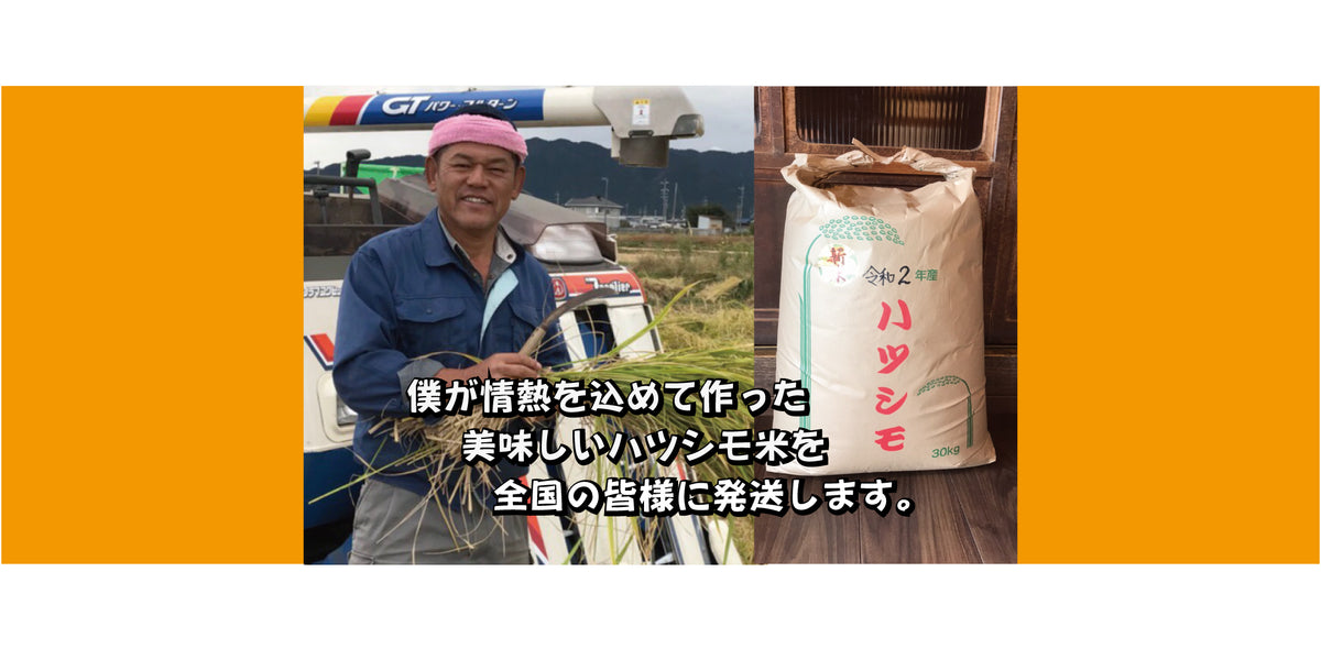 令和6年　岐阜県産ハツシモ お米 岐阜県産ハツシモ | 寿司居酒屋 海座～SHIZA～